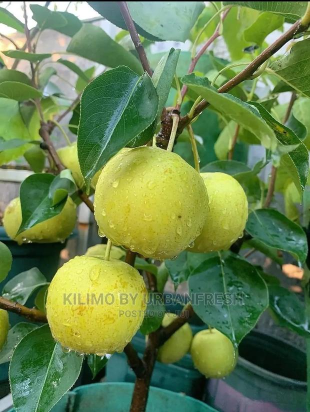 Pears Fruit Seedling Moq 5 - thumbnail 3