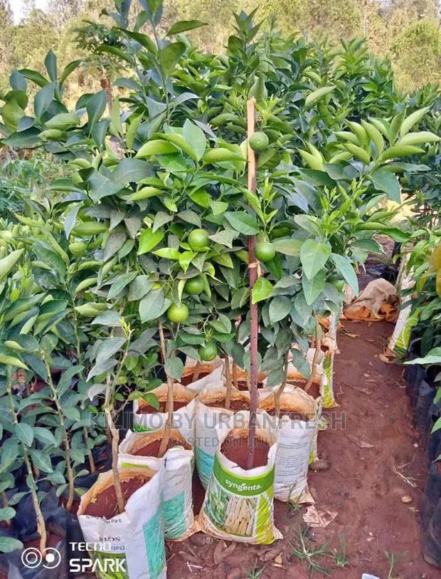 Orange Fruit Seedlings Moq10 - main view