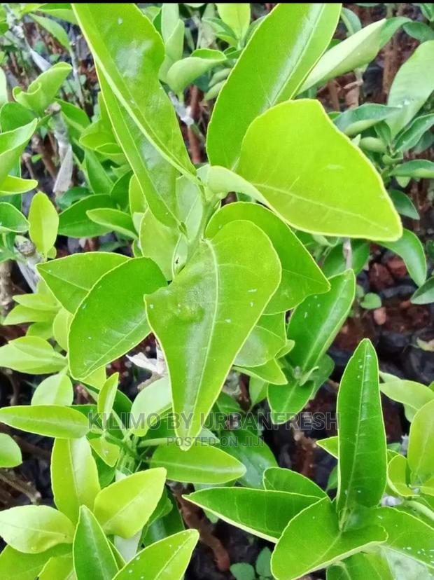 Orange Fruit Seedlings Moq10 - thumbnail 3