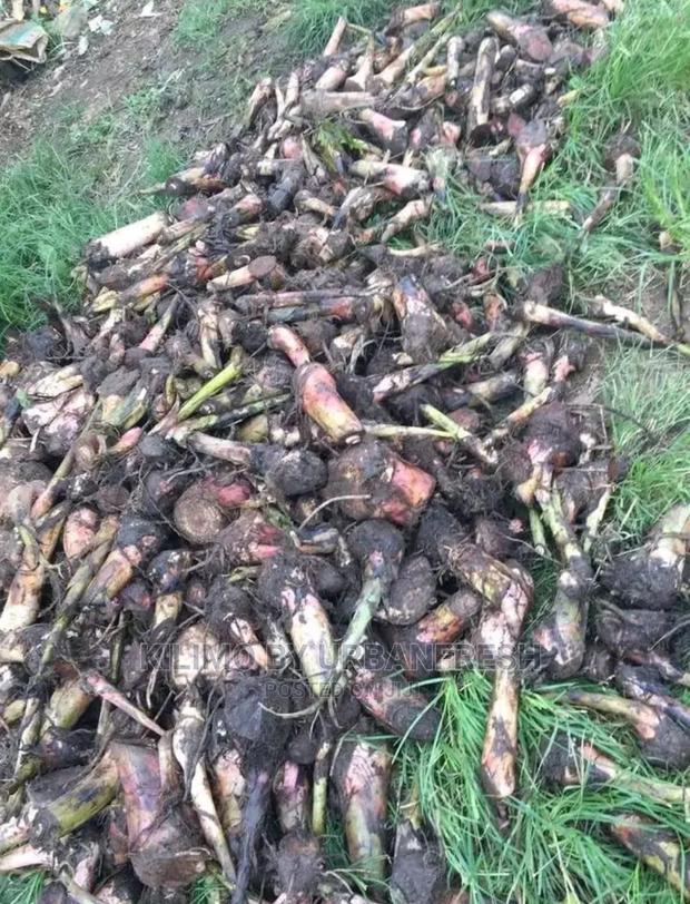 Banana Plantain - main view