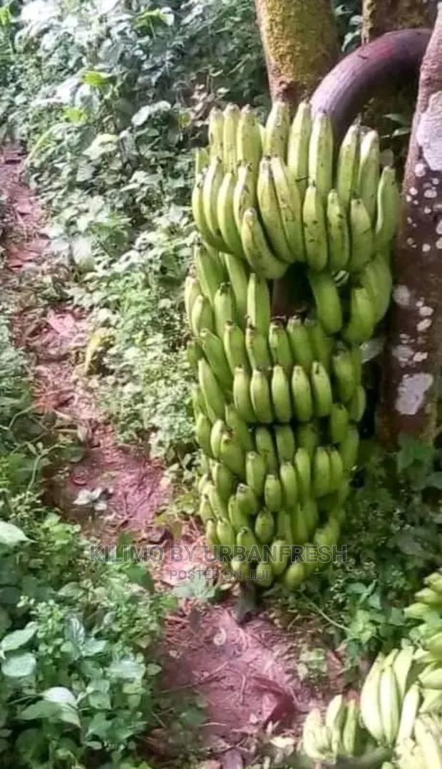 Banana Plantain - thumbnail 2