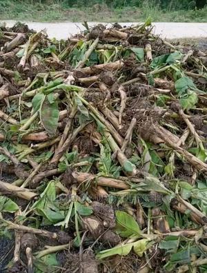 Banana TC Ripening Suckers - thumbnail 2