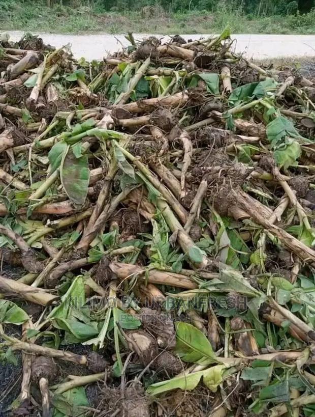 Banana TC Ripening Suckers - main view