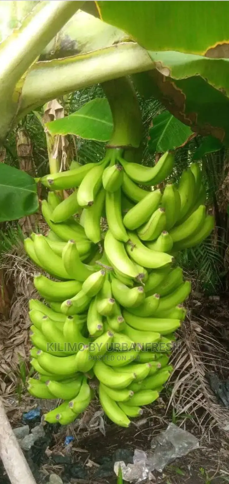 Banana TC Ripening Suckers