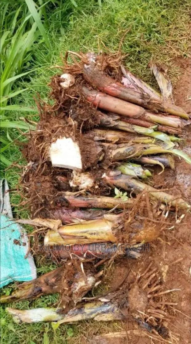 Banana Plantain (Congo) Moq 20 - main view