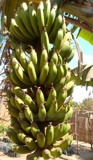 Banana Plantain (Congo) Moq 20 - thumbnail 3