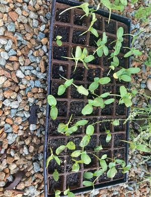 Water Melon Fruit Seedling Moq5 - thumbnail 2