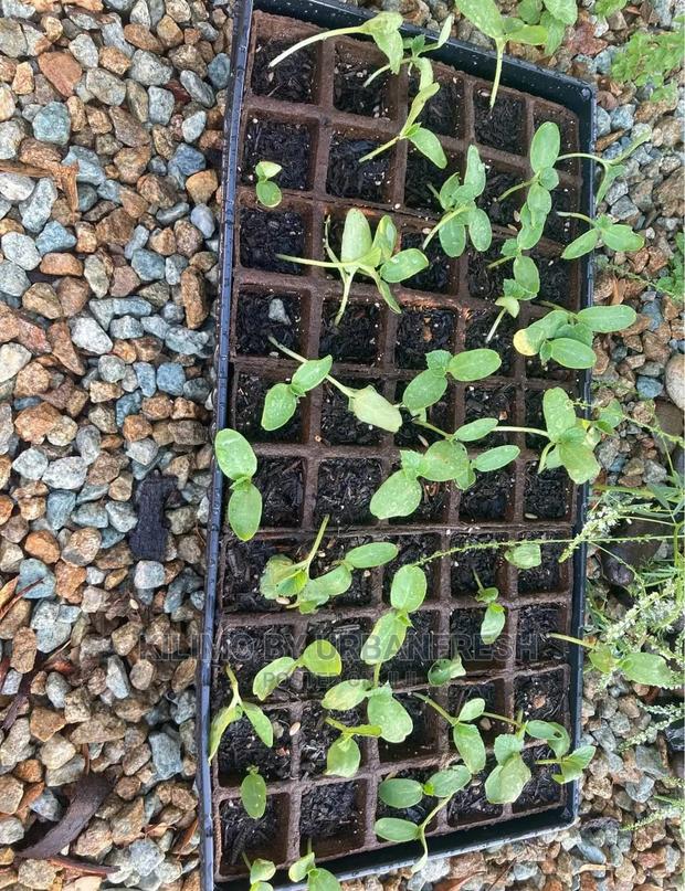 Water Melon Fruit Seedling Moq5 - main view