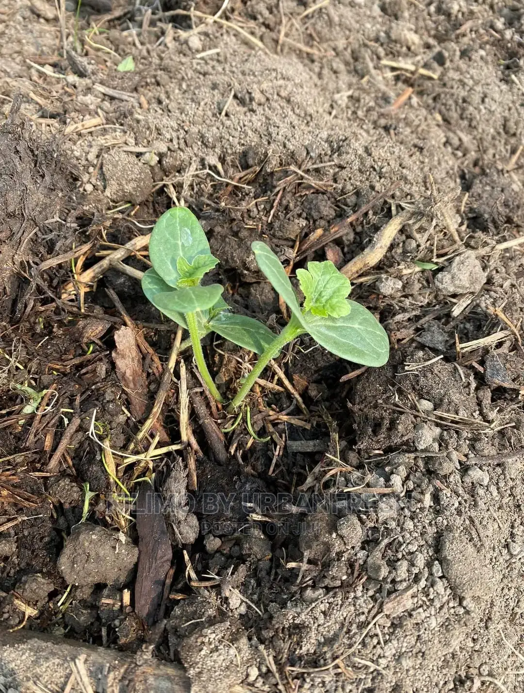 Water Melon Fruit Seedling Moq5