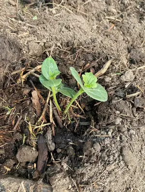 Water Melon Fruit Seedling Moq5