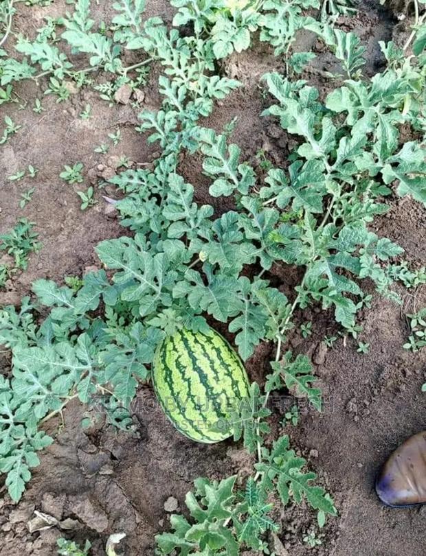 Water Melon Fruit Seedling Moq5 - thumbnail 4