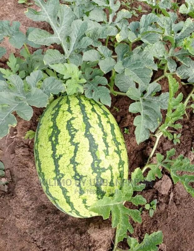 Water Melon Fruit Seedling Moq5 - thumbnail 5
