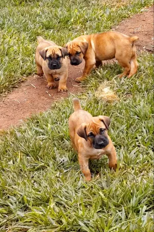 1-3 months Female Purebred Boerboel
