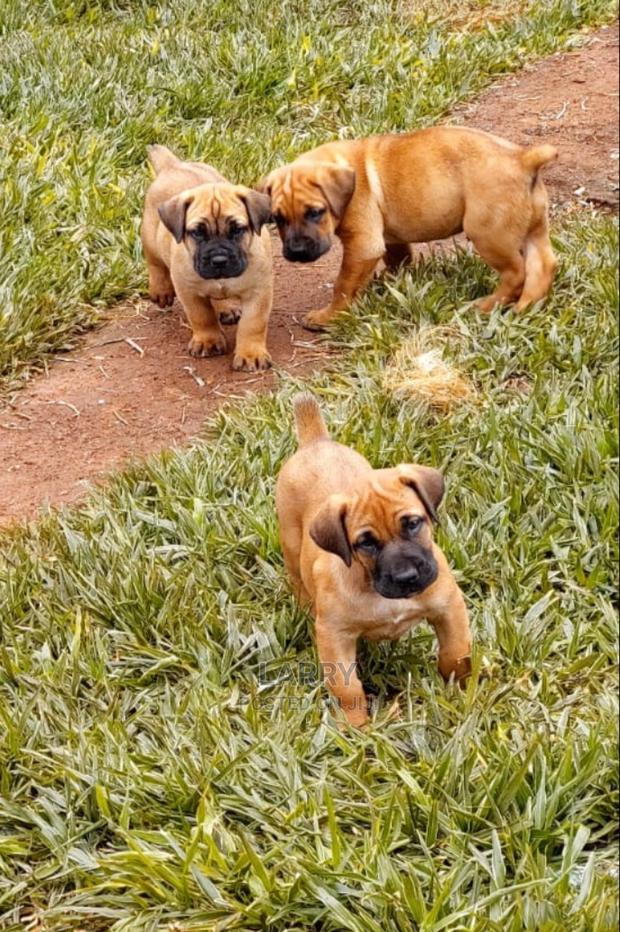 1-3 months Female Purebred Boerboel