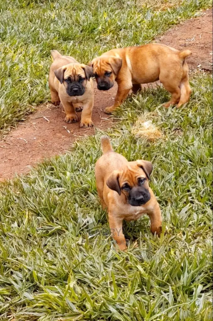 1-3 months Female Purebred Boerboel