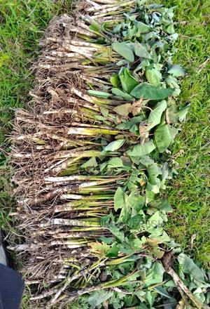 Arrowroots Suckers 100 Cuttings - thumbnail 2