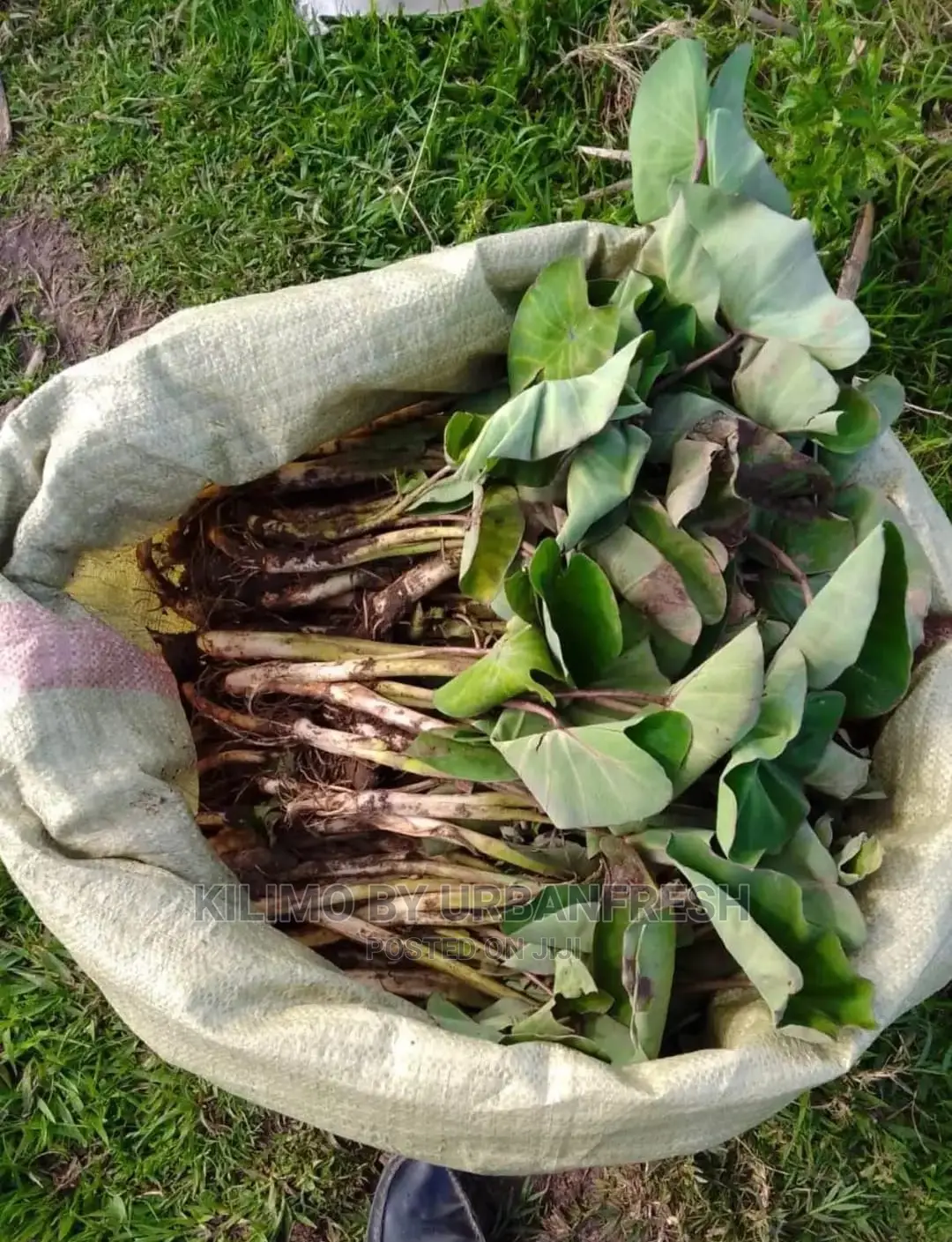Arrowroots Suckers 100 Cuttings