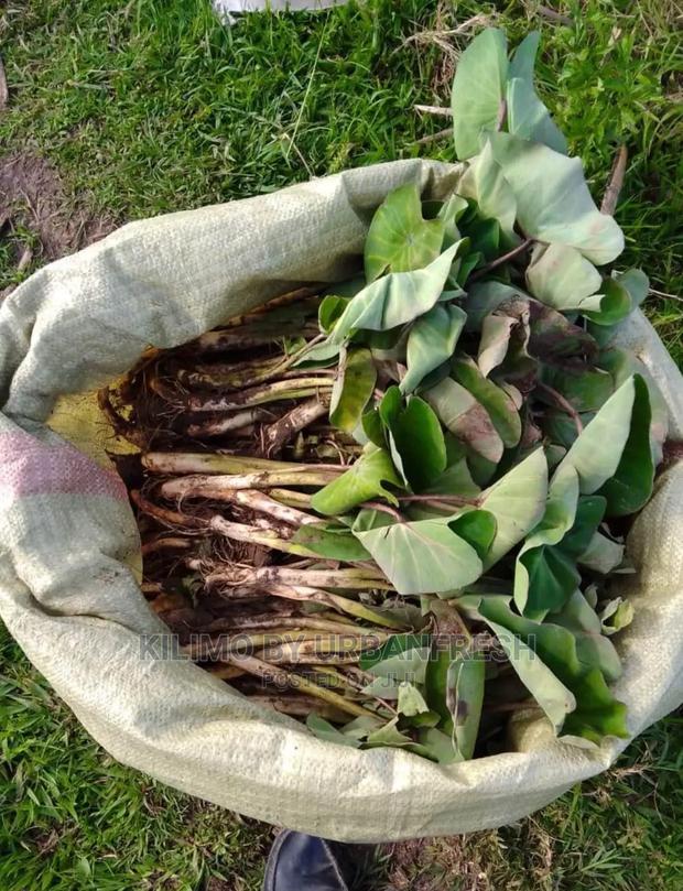 Arrowroots Suckers 100 Cuttings - thumbnail 3