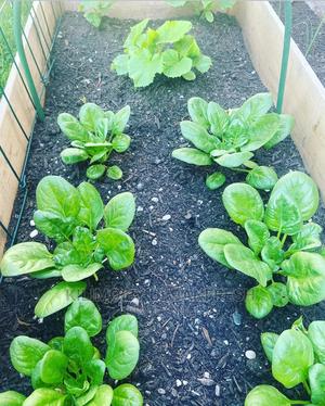 Baby Spinach Vegetable Seedling Moq100 - thumbnail 2