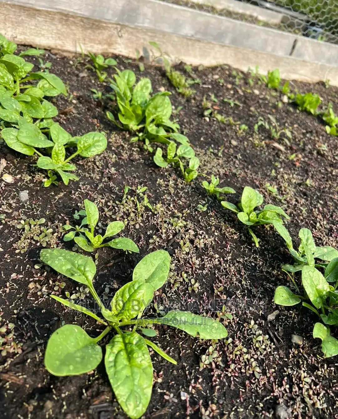 Baby Spinach Vegetable Seedling Moq100