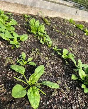 Baby Spinach Vegetable Seedling Moq100