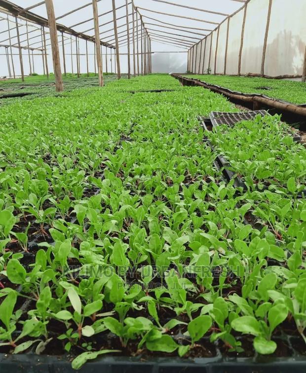 Baby Spinach Vegetable Seedling Moq100 - thumbnail 4