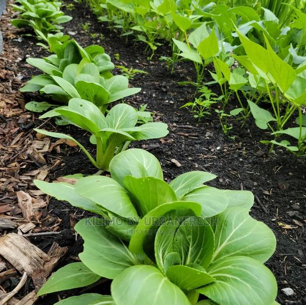 Bok Choy/Pak Choi Vegetable Seedling Moq100