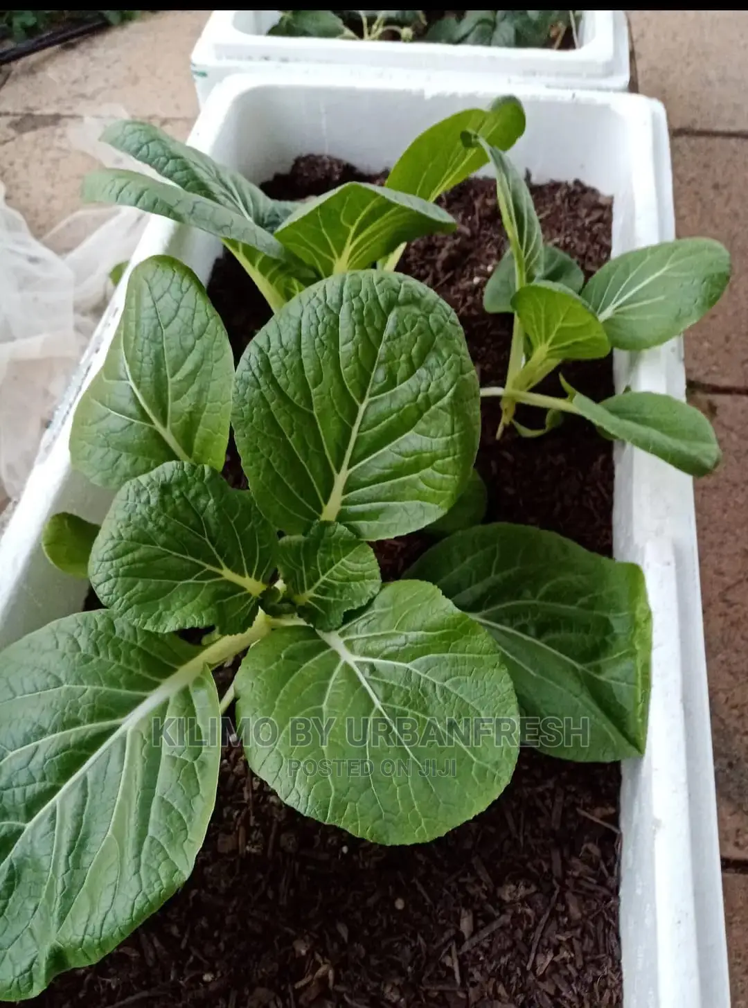 Bok Choy/Pak Choi Vegetable Seedling Moq100