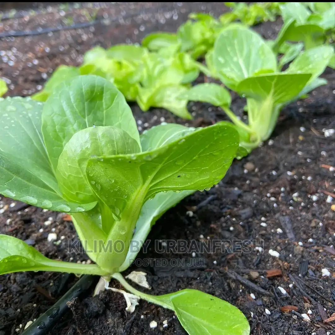 Bok Choy/Pak Choi Vegetable Seedling Moq100