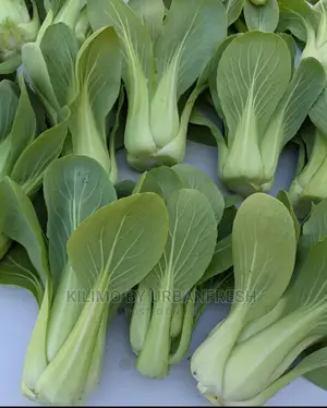 Bok Choy/Pak Choi Vegetable Seedling Moq100