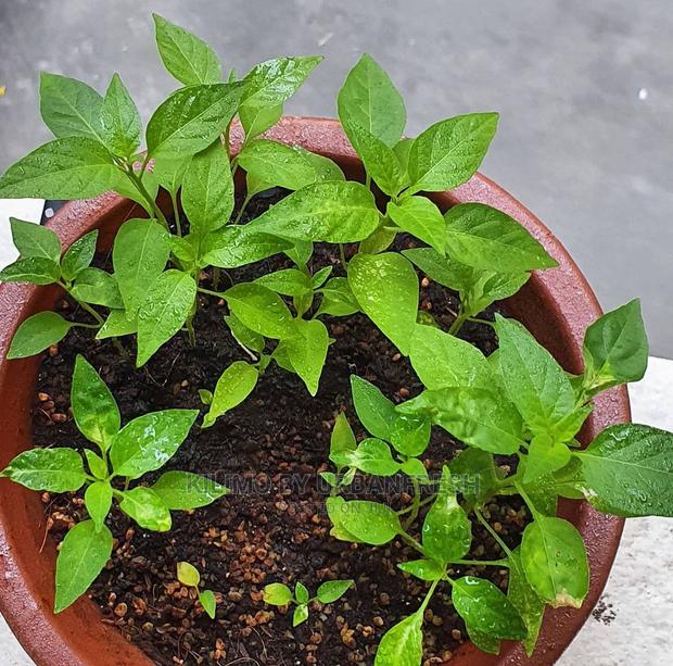 African Bird Eye (Abe)Moq100 - main view