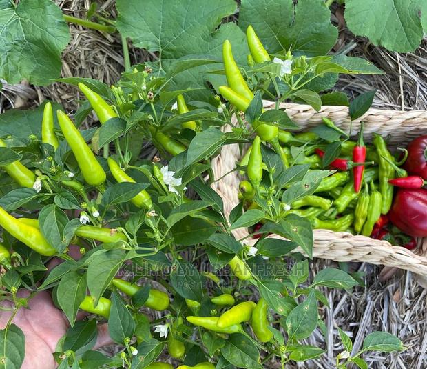 African Bird Eye (Abe)Moq100 - thumbnail 3