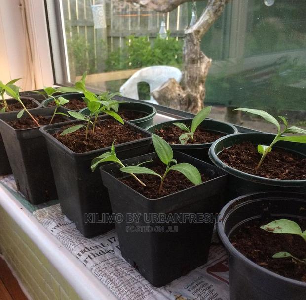 African Bird Eye (Abe)Moq100 - thumbnail 4