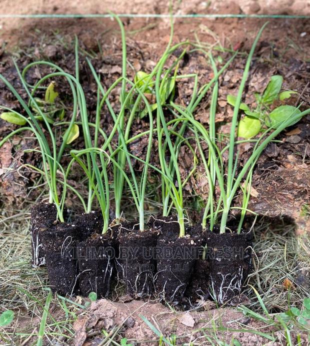 Red Bulb Onions Seedling Bunch of 300. - main view