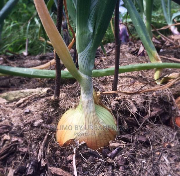 Red Bulb Onions Seedling Bunch of 300. - thumbnail 3