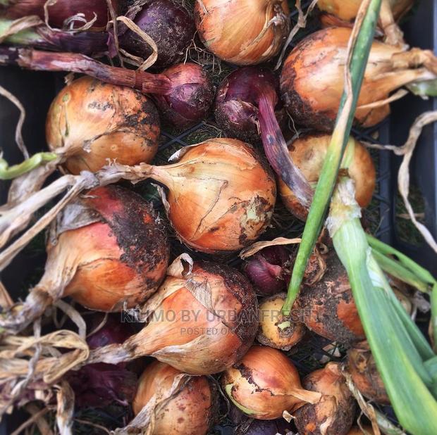 Red Bulb Onions Seedling Bunch of 300. - thumbnail 4