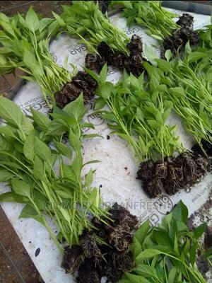 Bullet Chili Seedling - thumbnail 2