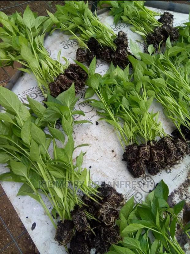 Bullet Chili Seedling - main view