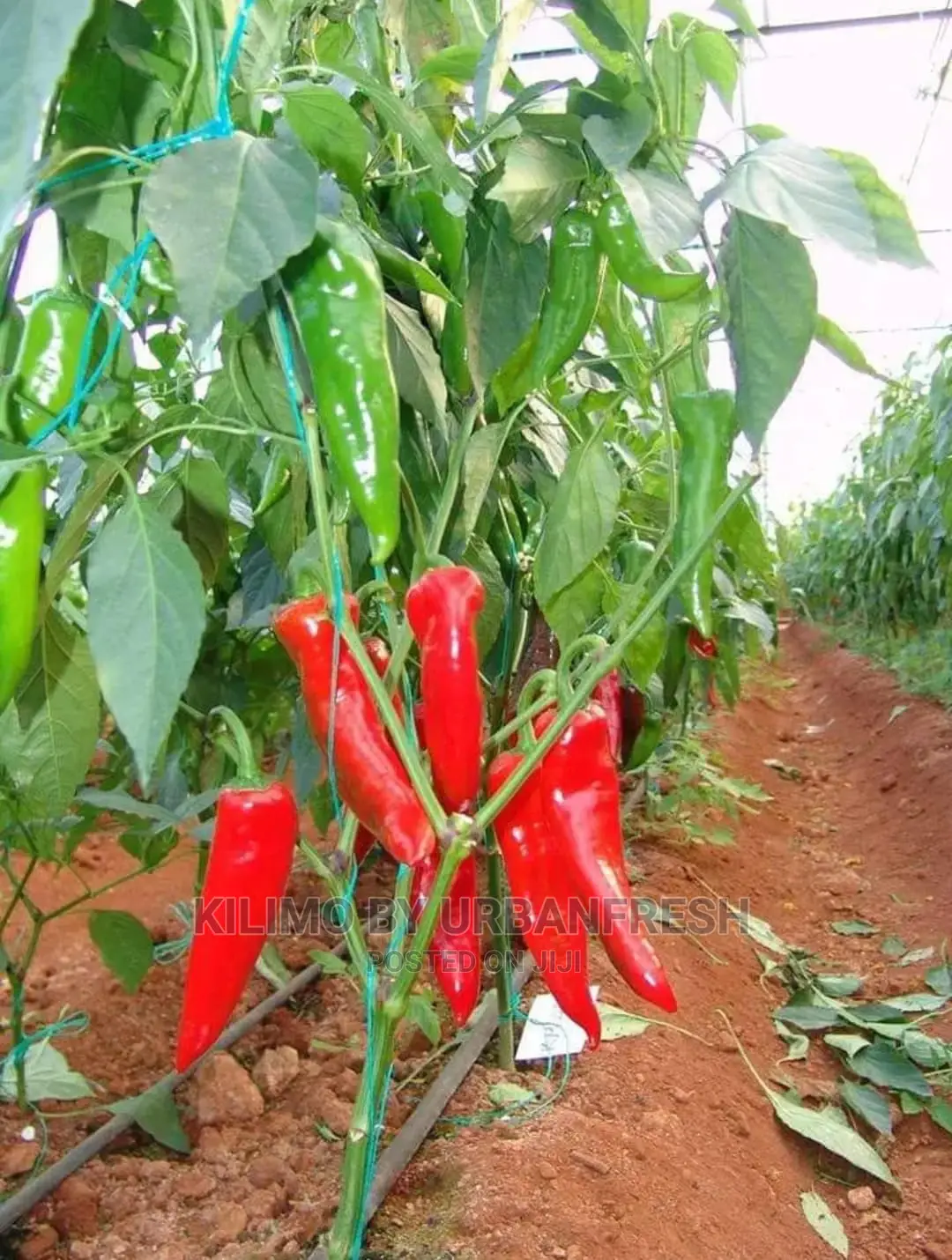 Bullet Chili Seedling