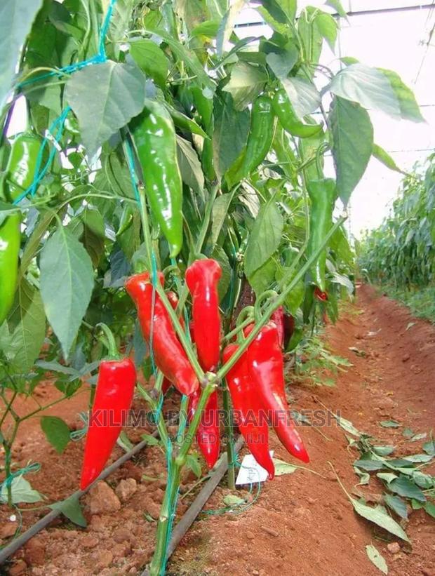 Bullet Chili Seedling - thumbnail 3