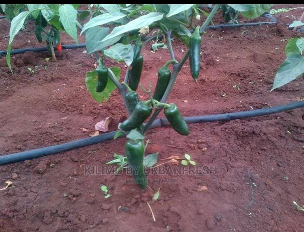 Bullet Chili Seedling - thumbnail 4