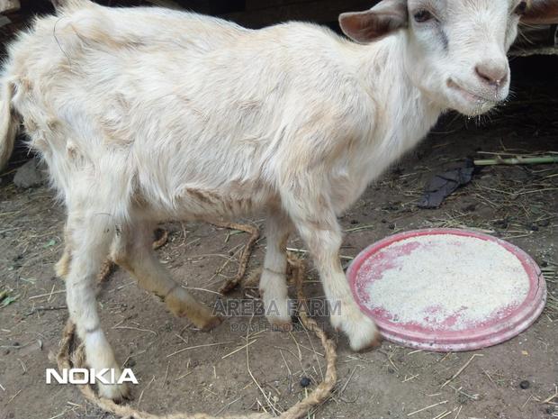 Abritish Alphine Female Kid on Sale - main view