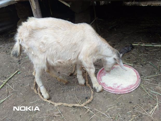 Abritish Alphine Female Kid on Sale - thumbnail 3