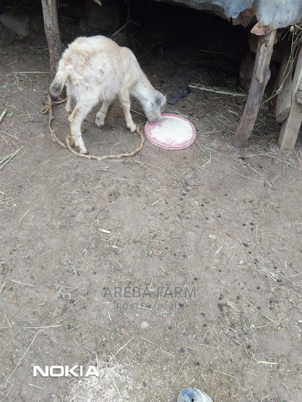 Abritish Alphine Female Kid on Sale - thumbnail 4