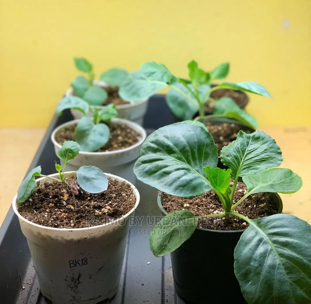 Cabbage Vegetable Seedling for Bunch of 150.