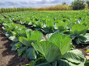 Cabbage Vegetable Seedling for Bunch of 150. - main view
