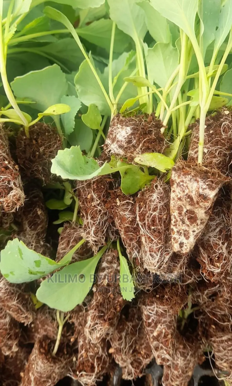 Cabbage Vegetable Seedling for Bunch of 150.