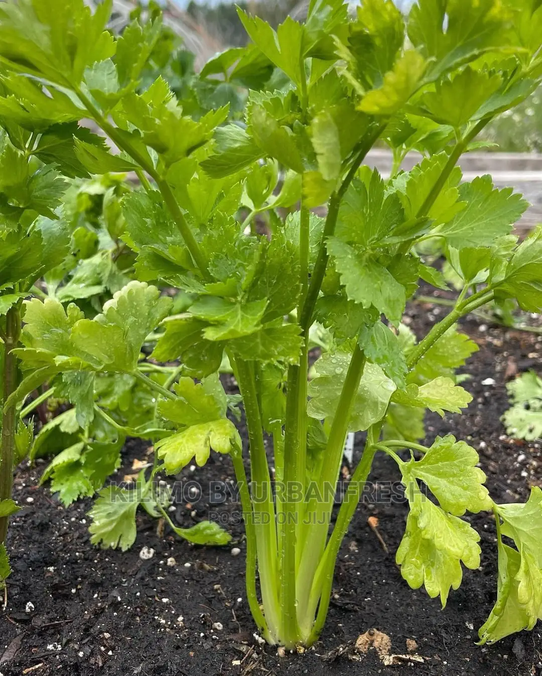 Celery Vegetable Seedling Moq20