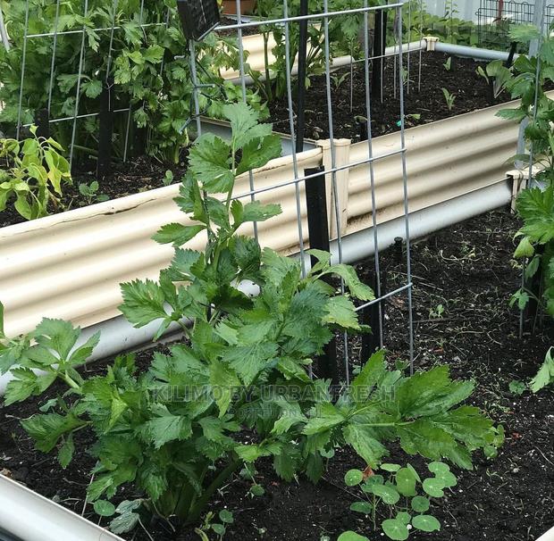 Celery Vegetable Seedling Moq20 - thumbnail 3