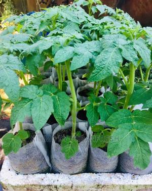 Tomato Cherry Vegetable Seedling Moq 10 - thumbnail 2